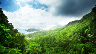 Lush forest water cloudy sky - jungle free wallpaper