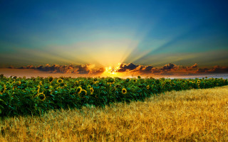 Sunflower field sunset clouds landscape - the sky above them free wallpaper