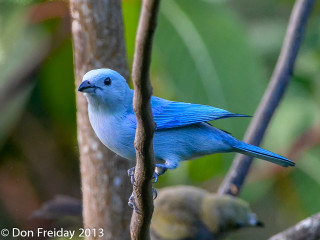 Blue bird perched branch tree - brian fies free wallpaper