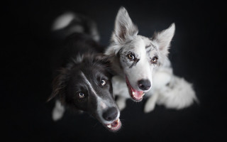 Two dogs looking up mouths 2 - two dog free wallpaper