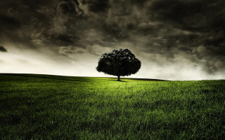 Lone tree grassy field cloudy 19 - free minimalism wallpaper
