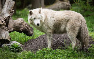 White wolf standing green field - a white wolf free wallpaper