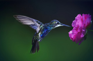 Hummingbird pinkflower greenbackground macro art - a hummingbird free wallpaper