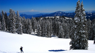 Skiing snowy mountain trees panorama - panoramic free wallpaper