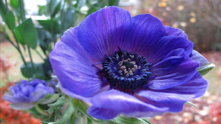 Purple blue flower bokeh leaves - a green stem free wallpaper