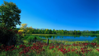 Lake forest redflowers sunny impressionist - free summer wallpaper