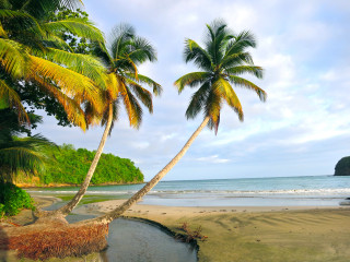 Palm trees beach ocean sky - a couple of palm trees free wallpaper