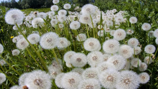 Dandelion field blue sky nature - a sky background and trees free wallpaper