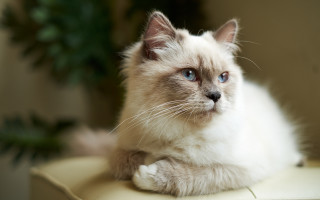 White cat blue eyes serious 2 - a white cat free wallpaper