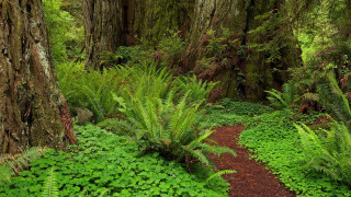 Lush green forest path with - tree and ferns free wallpaper