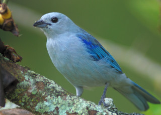 Blue bird perched branch moss - charles bird king free wallpaper