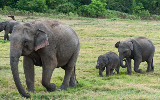 Elephants green field trees sunny - free animals wallpaper