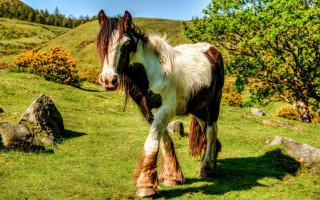 Horse long hair grassy hill - a grassy hill free wallpaper