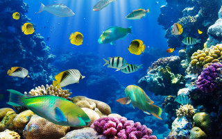 Large group fish aquarium corals 2 - a large group of fish swimming free wallpaper