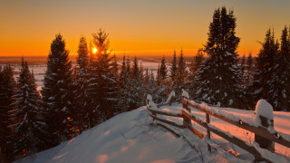 Fence snow sunset trees field - the background and trees free wallpaper