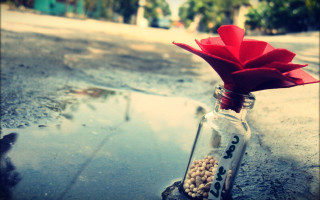 Glass bottle red flower macro - macro art free wallpaper