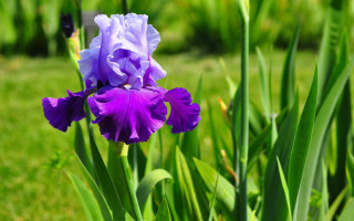 Purple flower field bokeh forest - a green lawn free wallpaper