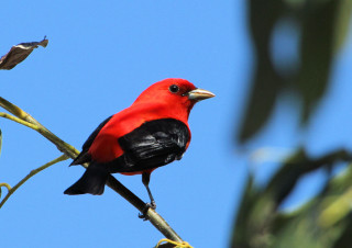 Red black bird branch tree - male free wallpaper