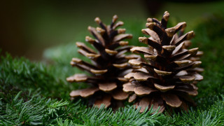 Pine cones grass nature macro - ground free wallpaper