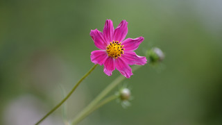Pink flower yellow center macro 6 - a yellow center free wallpaper