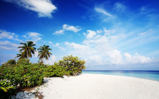 Sandy beach palm trees blue - white sand free wallpaper
