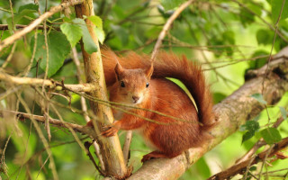 Surprised squirrel on branch nature - a squirrel free wallpaper for desktop