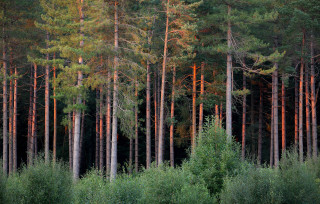 Forest trees green leaves red - tall tree free wallpaper