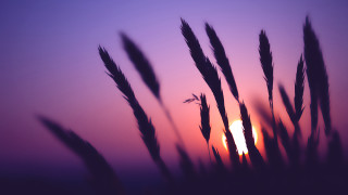 Blurry sunset tall grass purple - a few tall grass free wallpaper
