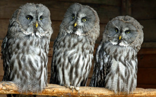 Three owls branch yellow eyes - a branch free wallpaper for desktop