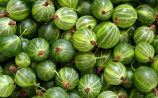 Green fruit stripes leaf sparkle - the top free wallpaper for desktop