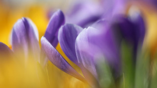 Purple flower closeup yellow background - purple flower free wallpaper for desktop