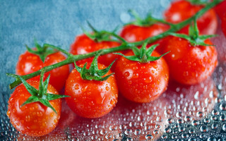 Tomatoes water drops green leaves - green stem free wallpaper for desktop