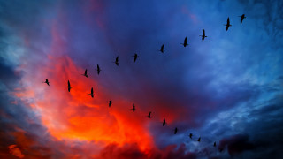 Birds flying cloudy sunset nature - a flock of birds free wallpaper