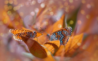 Butterflies leaf water drops macro - plant free wallpaper