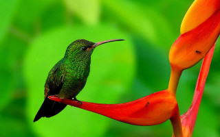 Hummingbird flower green background vivid - red petal free wallpaper