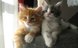 Two kittens cat tree curious - their face free wallpaper