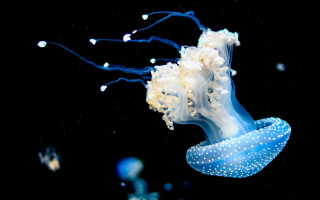 Jellyfish bubbles bioluminescent microscopic white - its head and neck free wallpaper