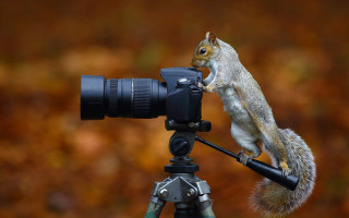 Squirrel camera tripod nut art - a tripod free wallpaper