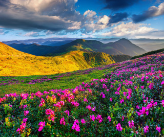 Flower field mountains clouds sky - white cloud free wallpaper for desktop