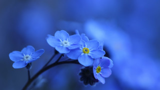 Blue flower butterfly yellow center - a blue flower free wallpaper