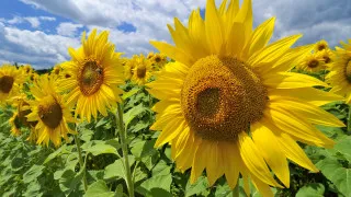 Sunflowers blue sky clouds field - blue free wallpaper