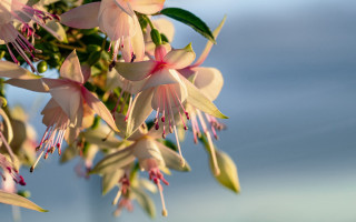 Flower branch sun blue sky - a tree branch in the sun free wallpaper