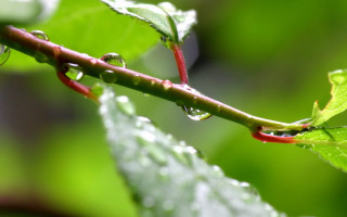 Water drops leaf macro photorealism 2 - free spring wallpaper