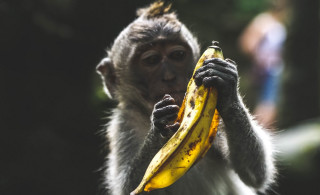 Monkey banana wildlife photography primitivism - its hand free wallpaper