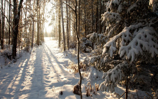 Snowy woodland path with sunshine - the tree free wallpaper