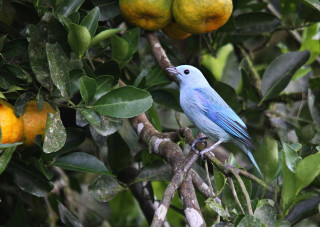 Blue bird perched branch oranges - ceferí olivé free wallpaper