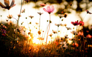 Flower field sunset butterflies autumn - the flower free wallpaper