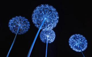 Blue dandelions lights night ferris - the dark sky free wallpaper