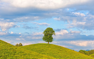 Lone tree grassy hill cloudy 4 - the hill free wallpaper