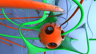 Fish pond plant ai mitsu - a plant free wallpaper